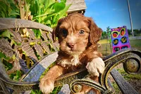 Murphy, a male Havapoo for sale in Marshfield, MO – 2 of 10