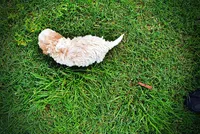 Andy, a male Havanese and Poodle - Toy  for sale in Marshfield, MO – 9 of 9