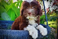 Emma, a female Havanese and Poodle - Toy  for sale in Marshfield, MO – 3 of 10