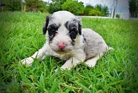 Skye, a female Havanese and Poodle - Toy  for sale in Marshfield, MO – 7 of 9