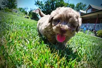 Innocent, a male Havanese and Poodle - Toy  for sale in Marshfield, MO – 3 of 10