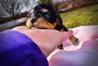 Lady, a female Havanese and Poodle - Toy  for sale in Marshfield, MO – Photo 3 of 5