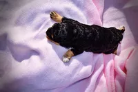 Lady, a female Havanese and Poodle - Toy  for sale in Marshfield, MO – Photo 5 of 5