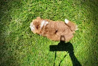 Doodles, a male Havanese and Poodle - Toy  for sale in Marshfield, MO – 4 of 10