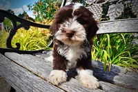 Katie, a female Havanese and Havapoo for sale in Marshfield, MO – 3 of 10