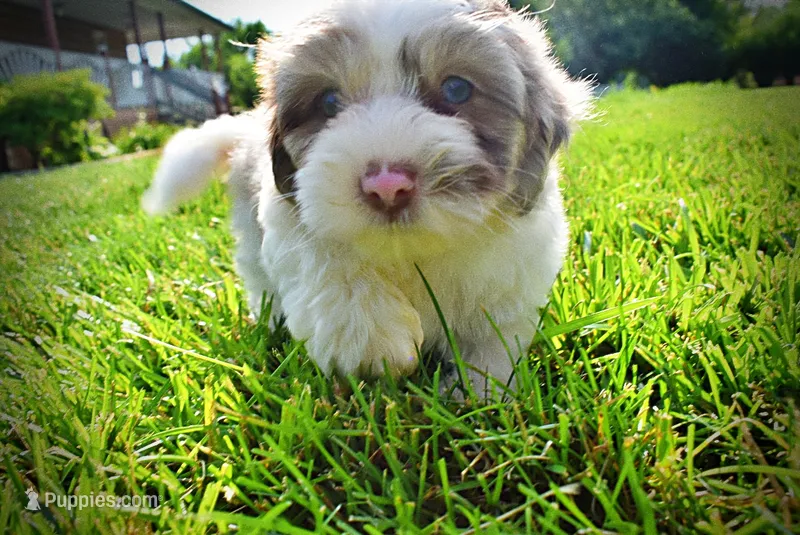 Simba-SUMMER SALE!!  $100 off listed price!! – Havanese, Poodle - Toy  puppy for sale in Marshfield, MO