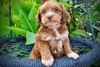 Murphy, a male Havapoo for sale in Marshfield, MO – 6 of 10