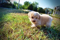 Loki, a male Havapoo for sale in Marshfield, MO – 5 of 10