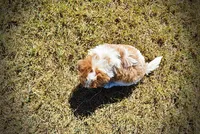 Nemo, a male Havapoo for sale in Marshfield, MO – 9 of 10