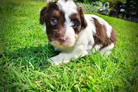 Teddy, a male Havanese and Poodle - Toy  for sale in Marshfield, MO – 5 of 10
