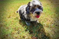 Icon, a male Havanese and Havapoo for sale in Marshfield, MO – 5 of 10