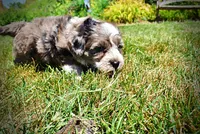 Icon, a male Havanese and Poodle - Toy  for sale in Marshfield, MO – 6 of 10