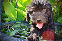 Isabella-PENDING SALE!!!, a female Havanese and Havapoo for sale in Marshfield, MO – 2 of 9