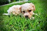 Andy, a male Havanese and Poodle - Toy  for sale in Marshfield, MO – 7 of 9