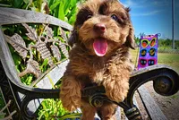 Ironman-LABOR DAY SALE-TAKE $100 OFF!!!, a male Havanese and Poodle - Toy  for sale in Marshfield, MO – 4 of 9