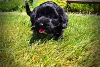 Harmony, a female Havanese and Poodle - Toy  for sale in Marshfield, MO – 7 of 10