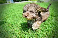 Fancy, a female Havanese and Poodle - Toy  for sale in Marshfield, MO – 9 of 10