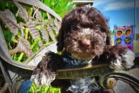 Jasper-LABOR DAY SALE-TAKE $100 OFF!!!, a male Havanese and Havapoo for sale in Marshfield, MO – 2 of 10