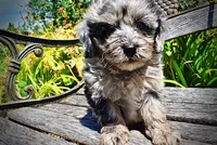 Indy, a male Havanese and Poodle - Toy  for sale in Marshfield, MO – 5 of 10