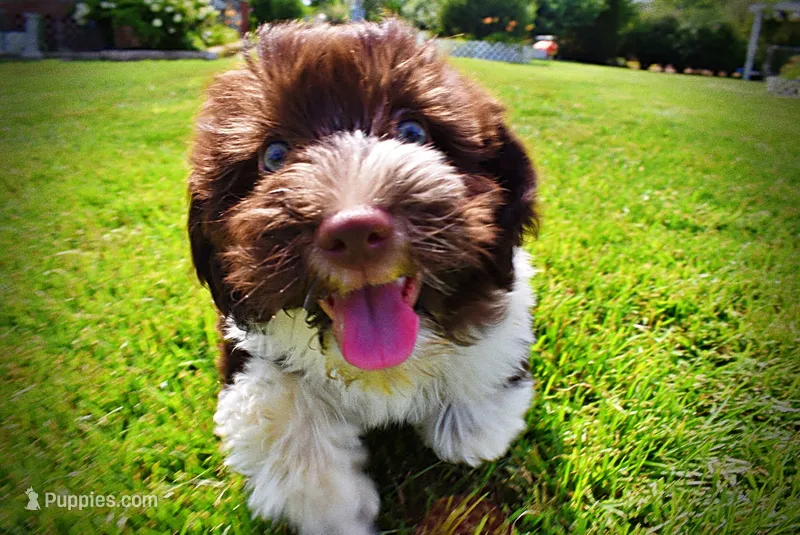 Bandit – Havanese, Poodle - Toy  puppy for sale in Marshfield, MO