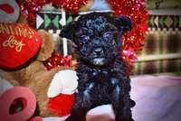 Kissy, a female Poodle - Toy  for sale in Marshfield, MO – Photo 3 of 10