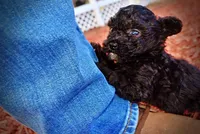 Kissy, a female Poodle - Toy  for sale in Marshfield, MO – Photo 10 of 10