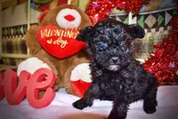 Kissy, a female Poodle - Toy  for sale in Marshfield, MO – Photo 2 of 10