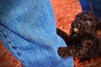 Kissy, a female Poodle - Toy  for sale in Marshfield, MO – Photo 9 of 10