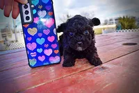 Kissy, a female Poodle - Toy  for sale in Marshfield, MO – Photo 6 of 10