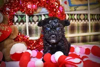 Kissy, a female Poodle - Toy  for sale in Marshfield, MO – Photo 4 of 10