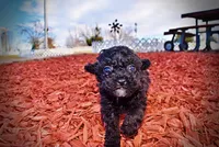 Kissy, a female Poodle - Toy  for sale in Marshfield, MO – Photo 7 of 10
