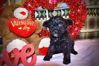 Kissy, a female Poodle - Toy  for sale in Marshfield, MO – Photo 8 of 10