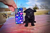 Kissy, a female Poodle - Toy  for sale in Marshfield, MO – Photo 5 of 10