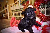 Kissy, a female Poodle - Toy  for sale in Marshfield, MO – Photo 1 of 10
