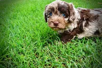 Whisky, a male Havanese and Poodle - Toy  for sale in Marshfield, MO – 5 of 10