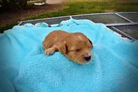 Murphy, a male Havanese and Poodle - Toy  for sale in Marshfield, MO – Photo 6 of 6