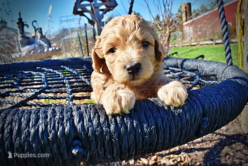 Murphy – Havanese, Poodle - Toy  puppy for sale in Marshfield, MO