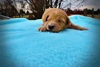 Murphy, a male Havanese and Poodle - Toy  for sale in Marshfield, MO – Photo 3 of 6