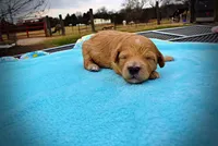 Murphy, a male Havanese and Poodle - Toy  for sale in Marshfield, MO – Photo 2 of 6