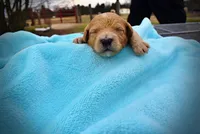 Murphy, a male Havanese and Poodle - Toy  for sale in Marshfield, MO – Photo 4 of 6