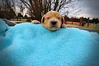 Murphy, a male Havanese and Poodle - Toy  for sale in Marshfield, MO – Photo 5 of 6