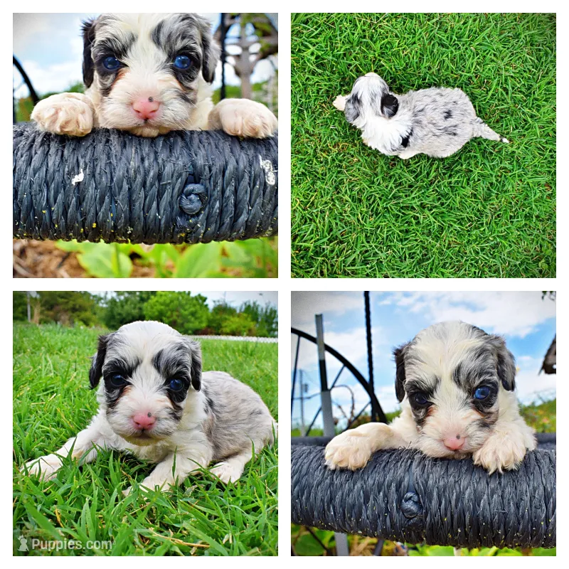 Skye – Havanese, Poodle - Toy  puppy for sale in Marshfield, MO