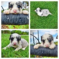 Skye, a female Havanese and Poodle - Toy  for sale in Marshfield, MO – 1 of 9