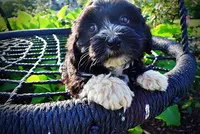 Introducing Taz! -SUMMER SALE!! $100 off listed price!!, a male Havanese and Poodle - Toy  for sale in Marshfield, MO – 3 of 10