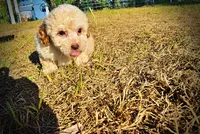 Luigi, a male Havapoo for sale in Marshfield, MO – 9 of 9