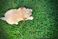Abbie, a female Havanese and Poodle - Toy  for sale in Marshfield, MO – 6 of 10