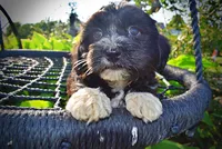 Introducing Taz! -SUMMER SALE!! $100 off listed price!!, a male Havanese and Poodle - Toy  for sale in Marshfield, MO – 2 of 10