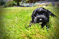 Harmony, a female Havanese and Poodle - Toy  for sale in Marshfield, MO – 6 of 10