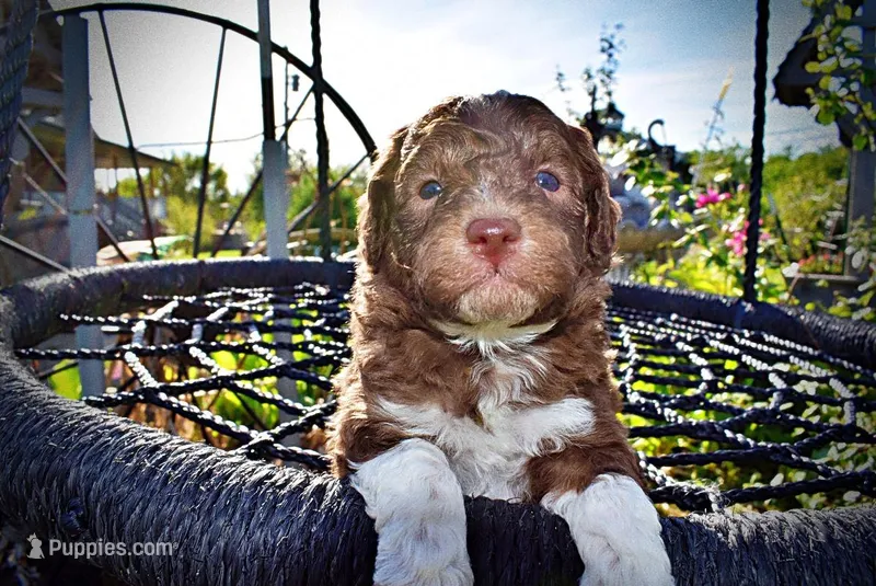 Rascal – Havanese, Poodle - Toy  puppy for sale in Marshfield, MO