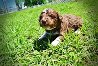 Rascal, a male Havanese and Poodle - Toy  for sale in Marshfield, MO – Photo 5 of 6